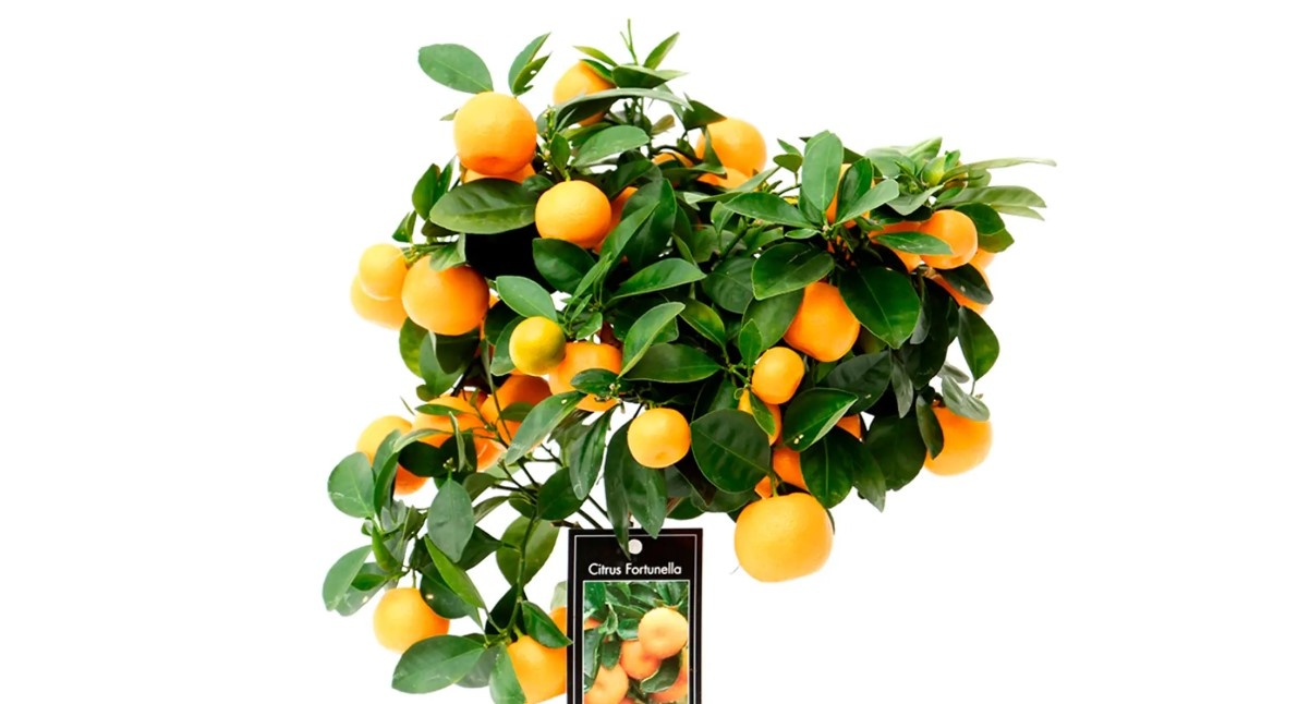 Citrus Fortunella