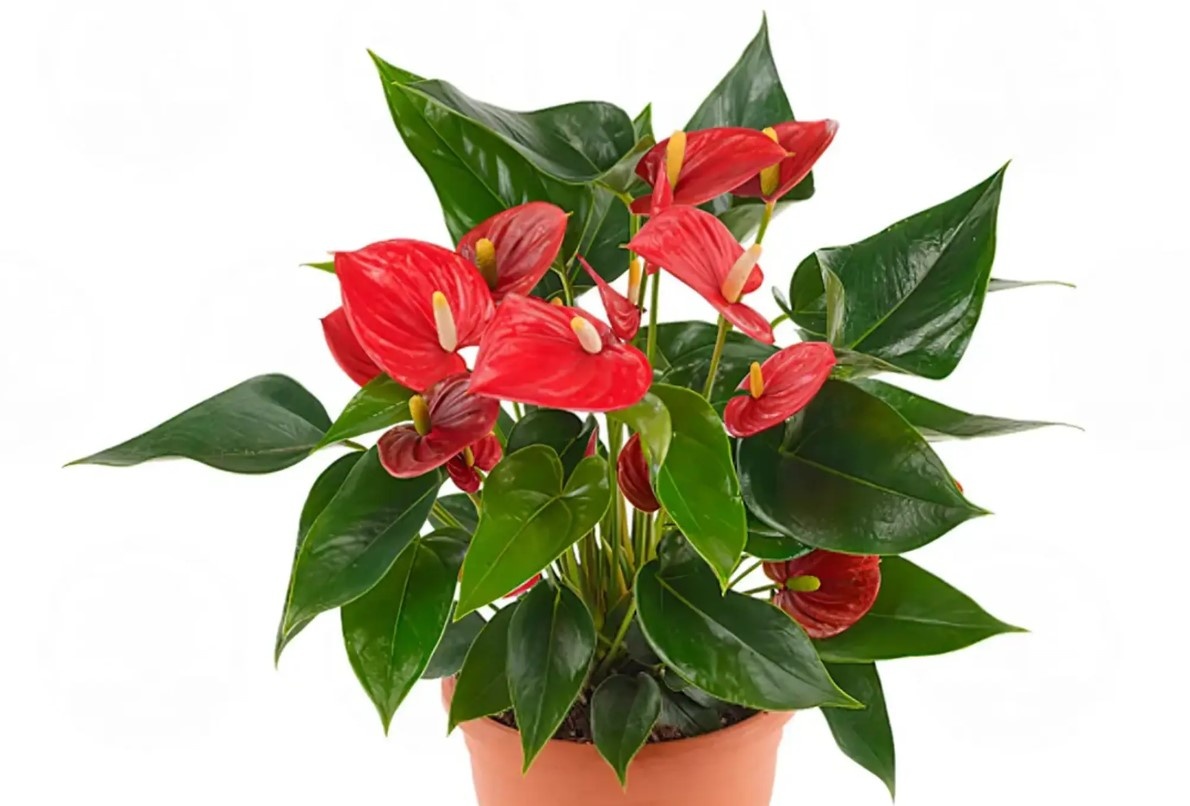 Anthurium Red Dance
