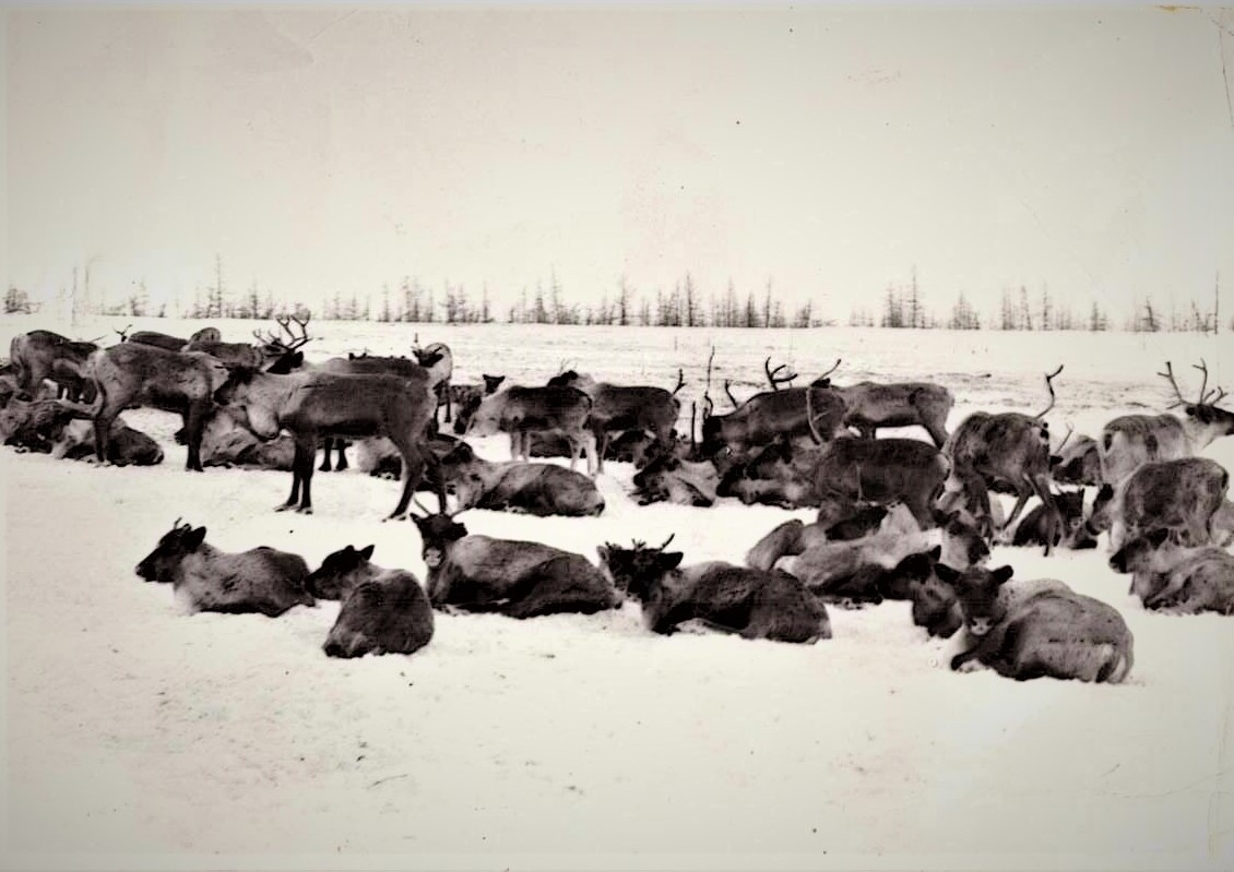 Северные олени. 1982 г. Таймыр.