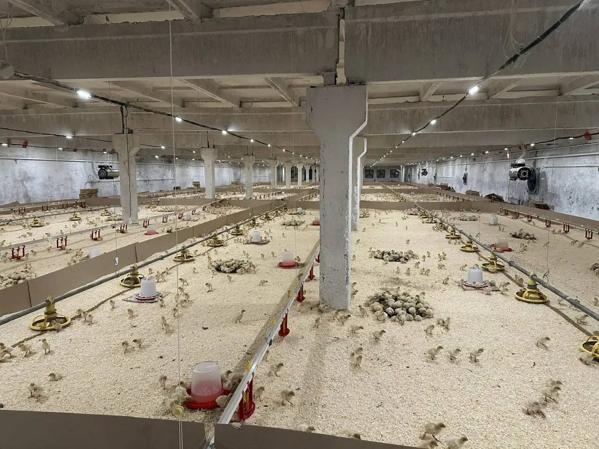    © группа "Администрация Чайковского городского округа" ВКонтакте