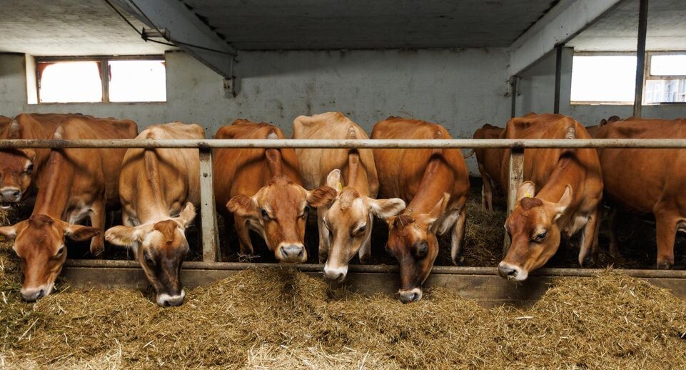    Медиасток.РФ