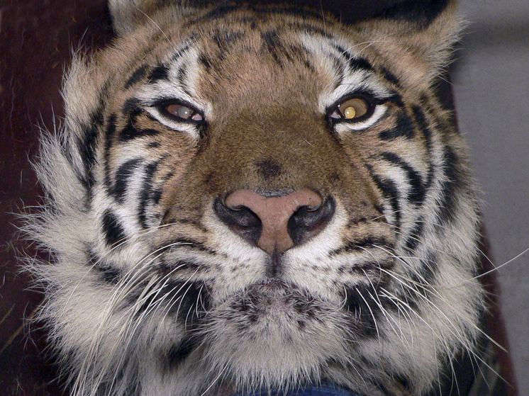     Фото: Елена Минашкина