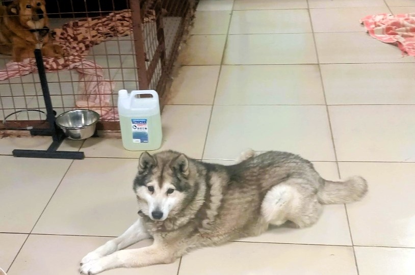 Как приют спасает своих собак в эти страшные морозы