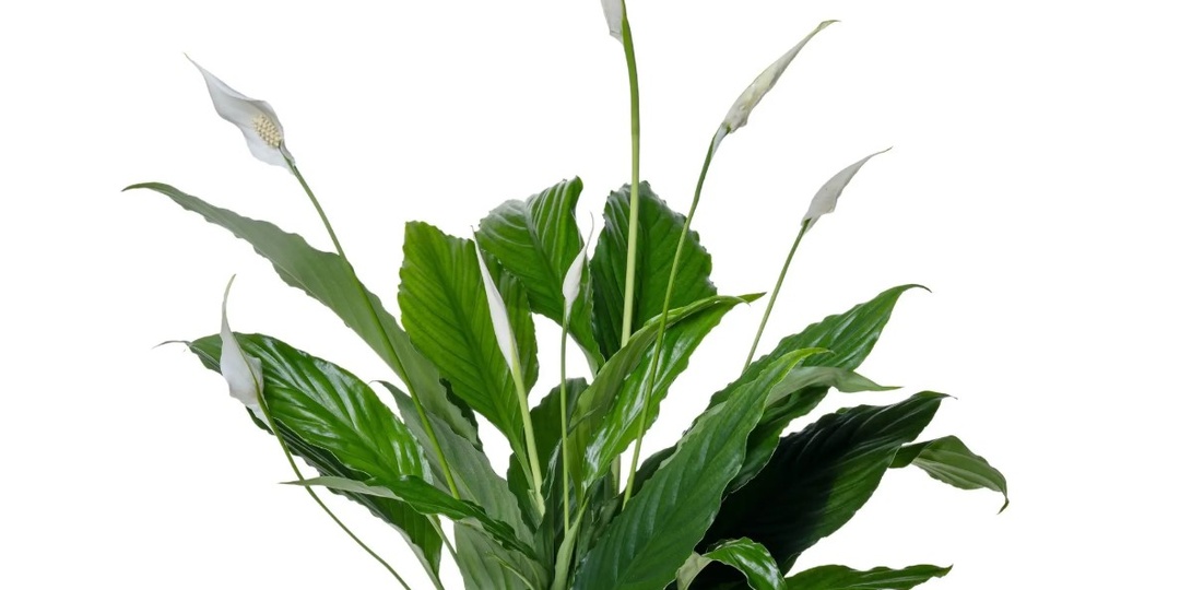 Спатифиллум Свит Чико: простой уход за "женским счастем". Чтобы цвёл и был здоров 💚