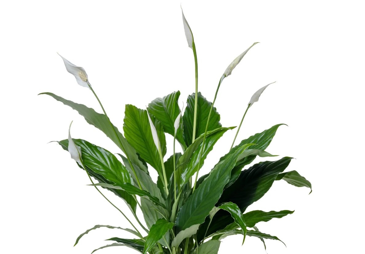 Spathiphyllum 'Sweet Chico'