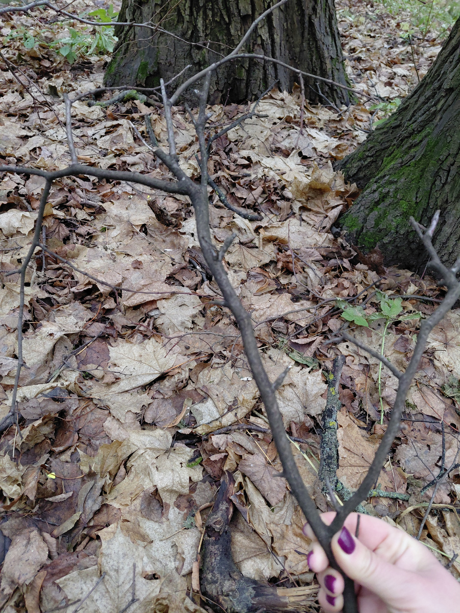 Естественно ветки я не ломаю, использую только те, что уже сброшены на землю.