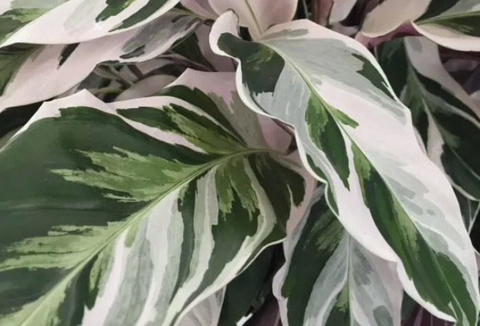 Kalatea 'Fusion White'