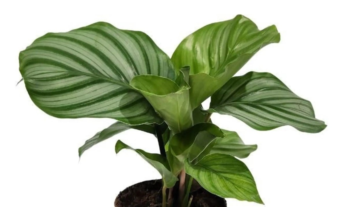 Calathea orbifolia