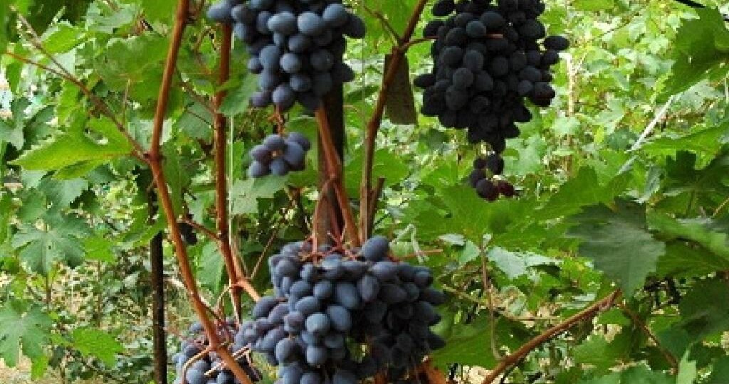 Декоративный виноград. Распространенные виды для применения в Сибири.