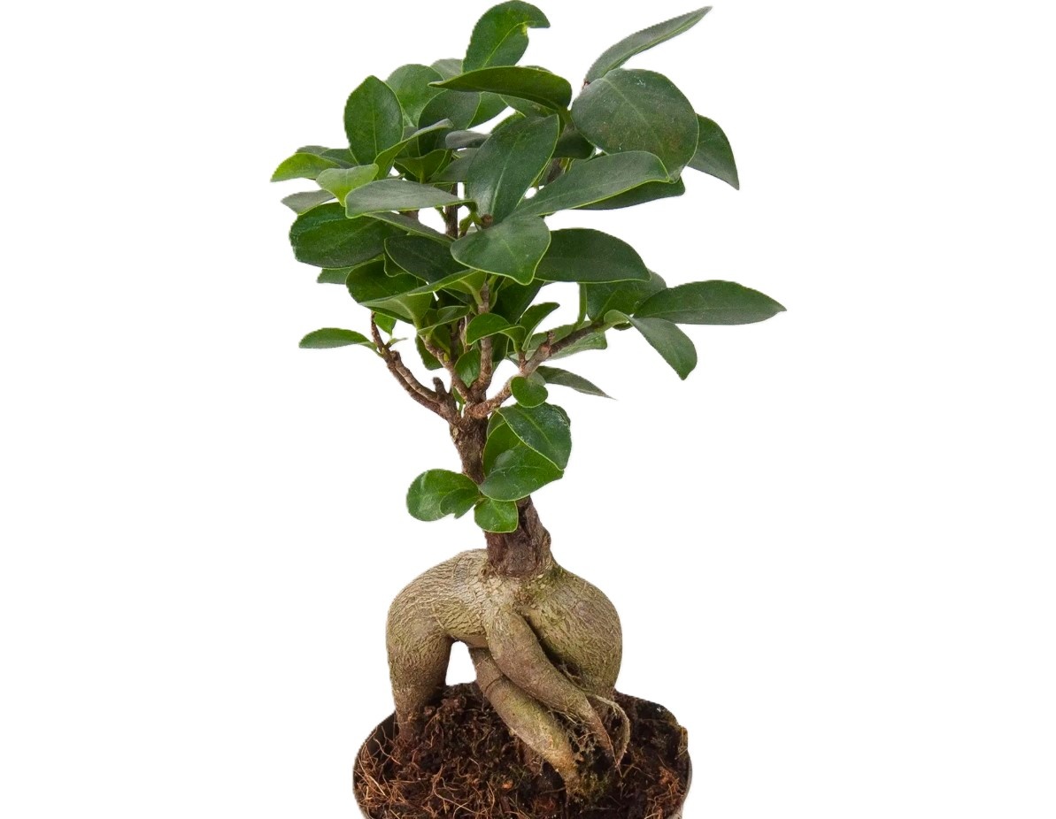 Фикус бонсай уход в домашних условиях