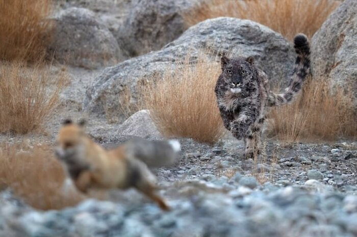 — Эй, лиса, дай спрошу кое-что! — Да я вроде и не знаю ничего...