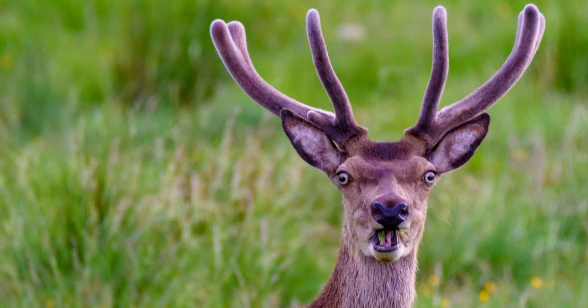 Он явно напуган фотографом, но ещё не успел сообразить, что пора сваливать!