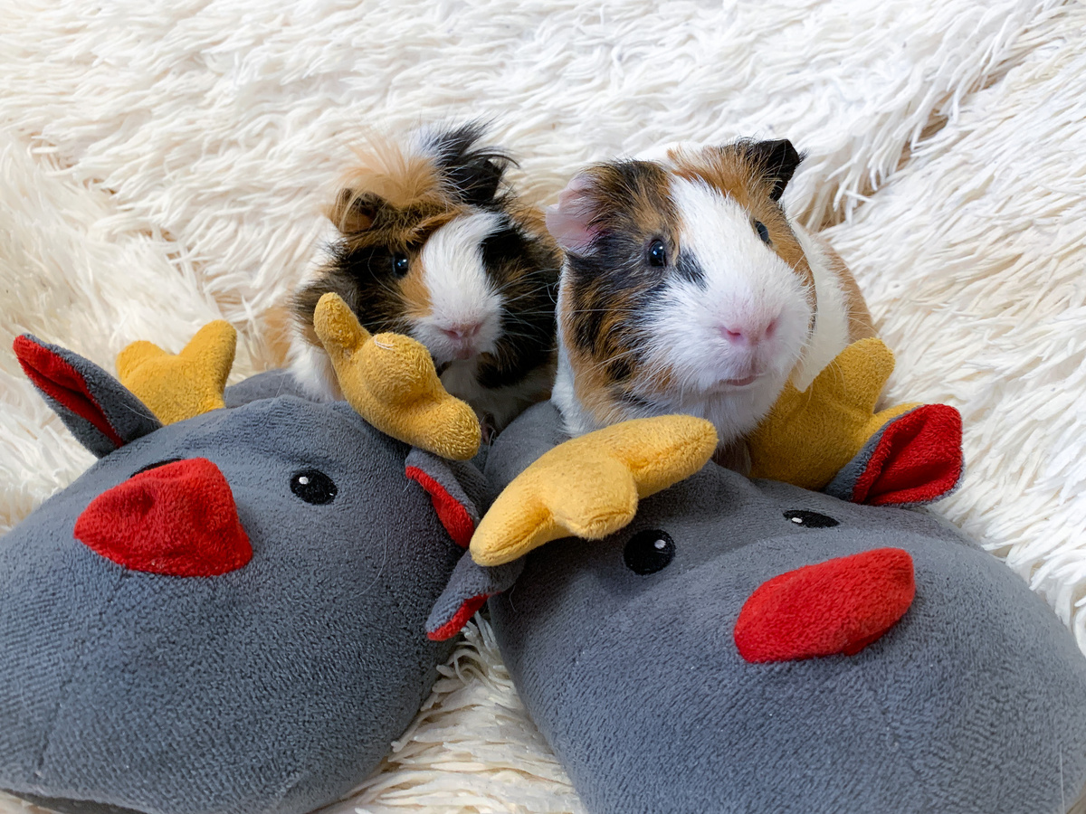 Этими тапочками пользуются только Батон и Зюзик