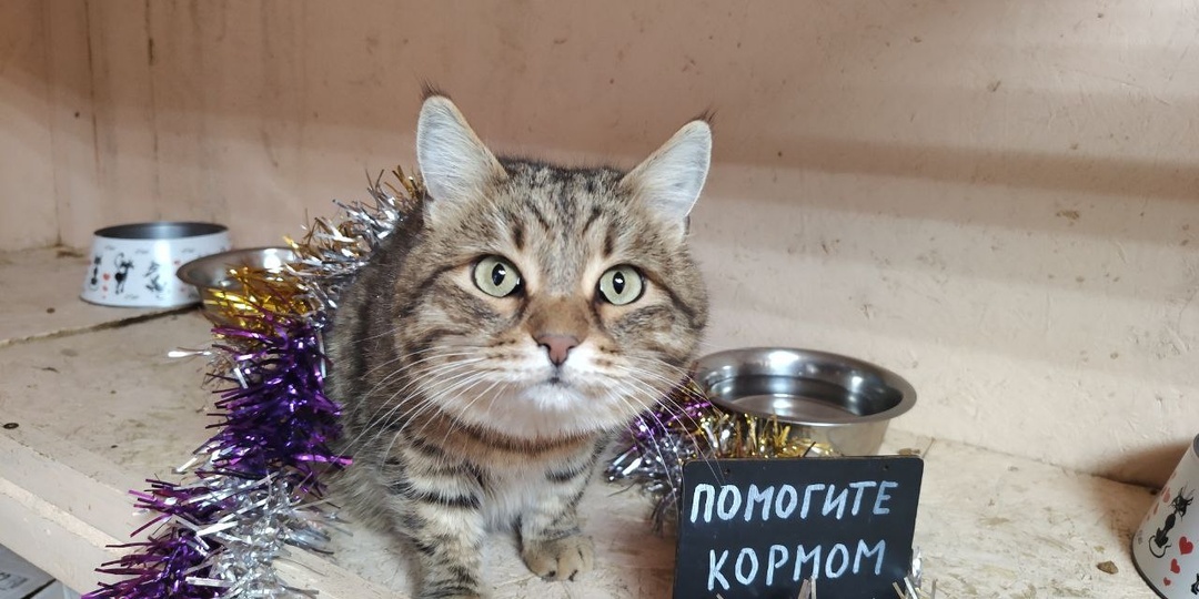 Про корм и спокойные праздники в приюте