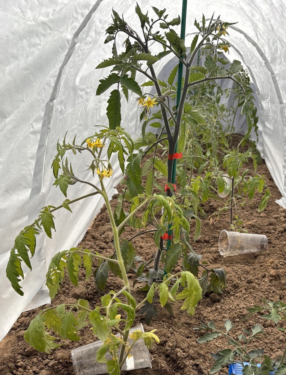 21 мая, почти неделя после высадки, темный рзадвоенный, первая и вторая кисти цветут