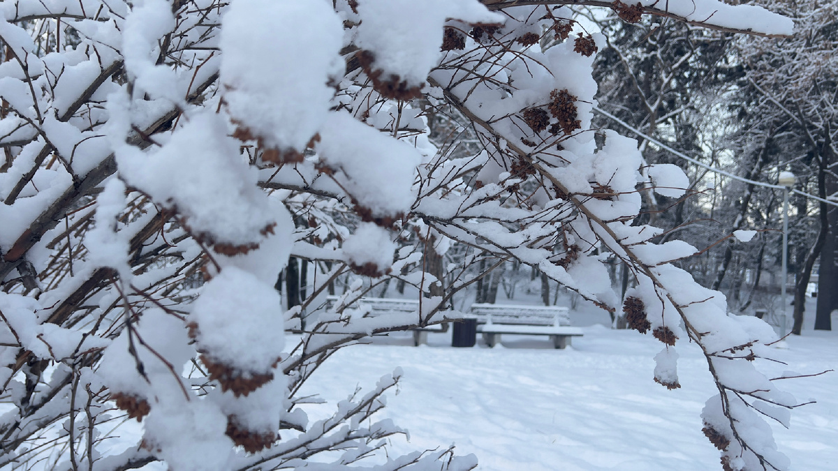 В городском парке. Фото автора