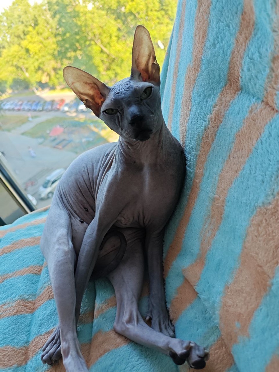 Моя кошка‑сфинкс:, три года любви, тепла и бесконечных обнимашек 🐱