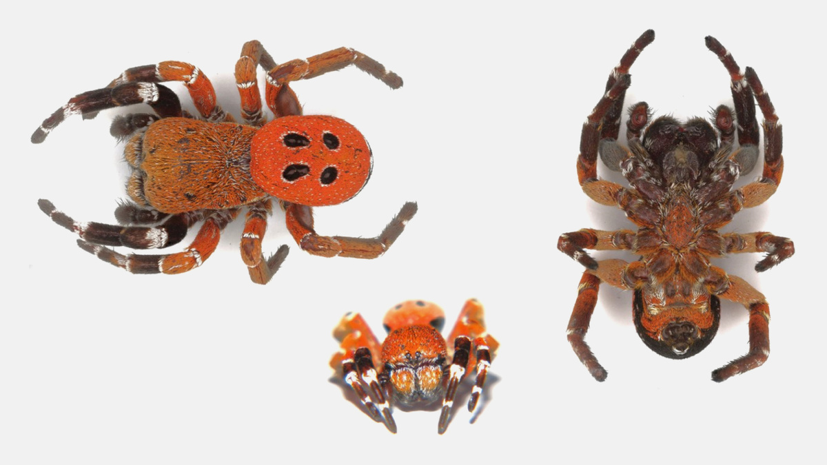     Фото: MDPI Исследователи обнаружили в северном Марокко новый вид пауков, относящихся к роду Eresus