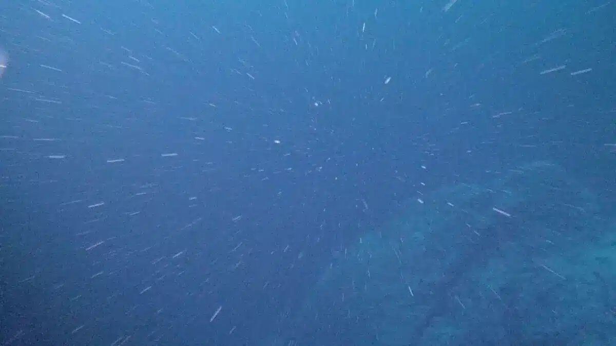    "Морской снег" / © NOAA