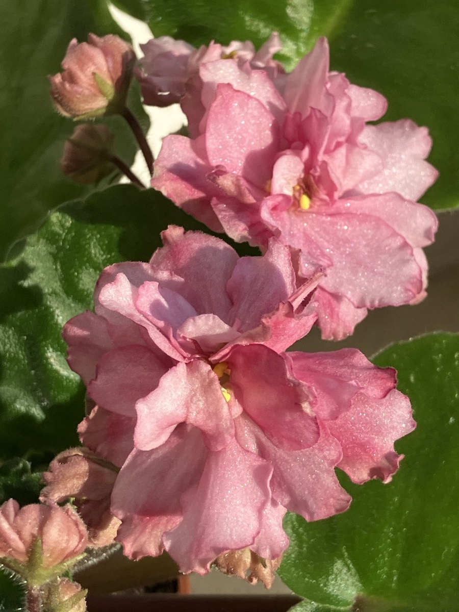 ЭТ-Танец огня