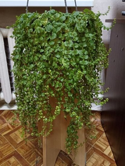 Вербейник в начале декабря.