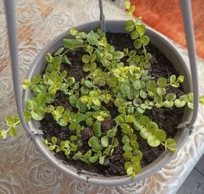 Вербейник в середине июня.