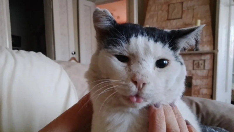    Кот Пуля в семейном кругу admin