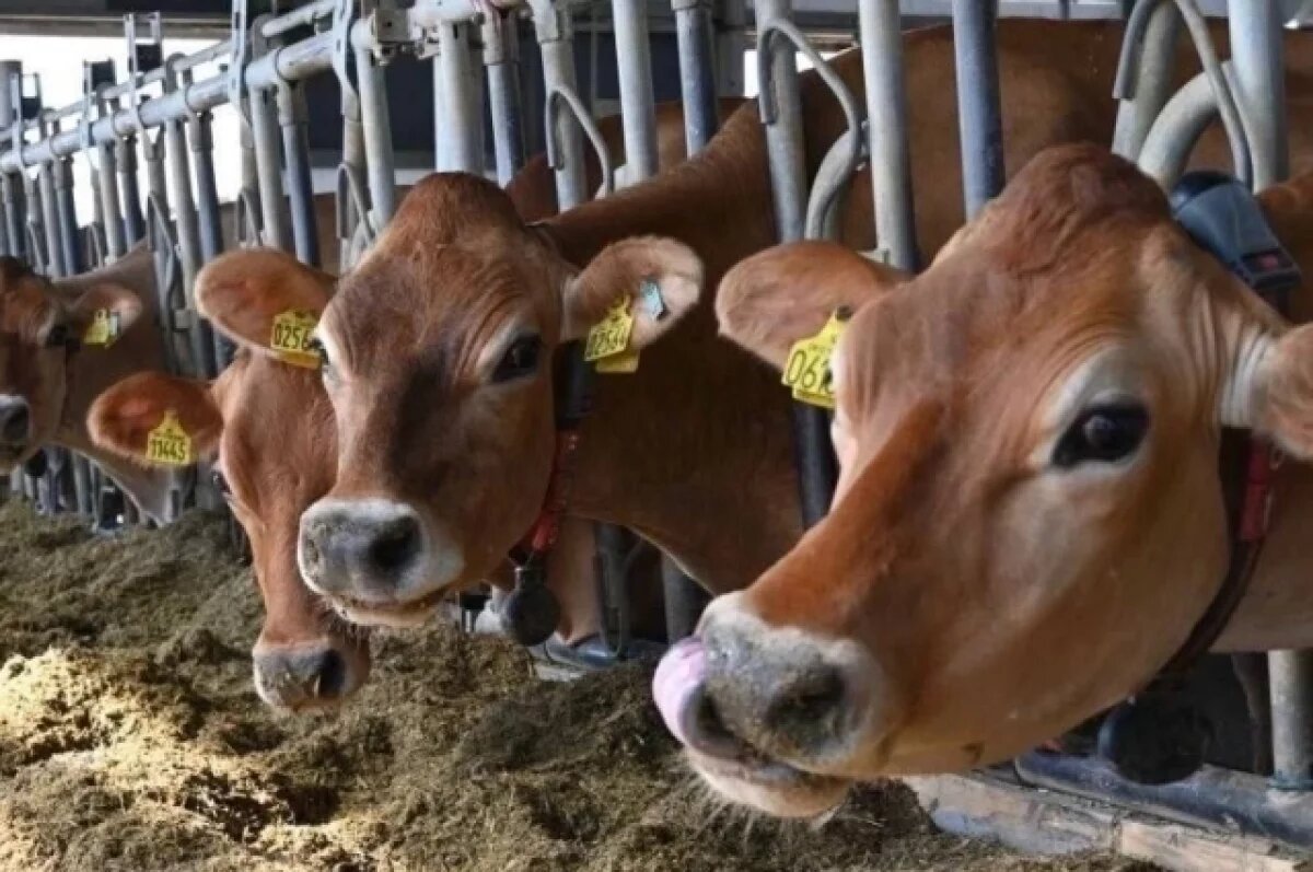    Одно за одним: в Калужской области в один день отменили и ввели карантин