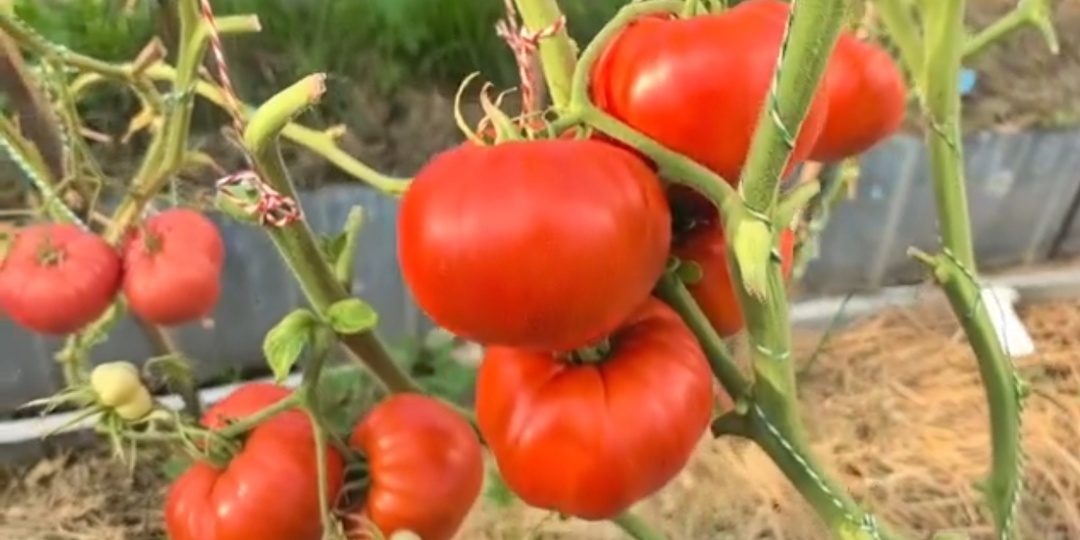 Как превратить индетерминантный( высокий) сорт томата, в детерминантный(низкий) и получить ранний урожай