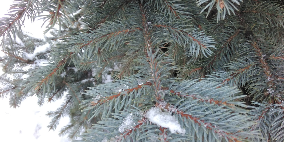 Сюрпризы от старых друзей (предновогодние поздравления)