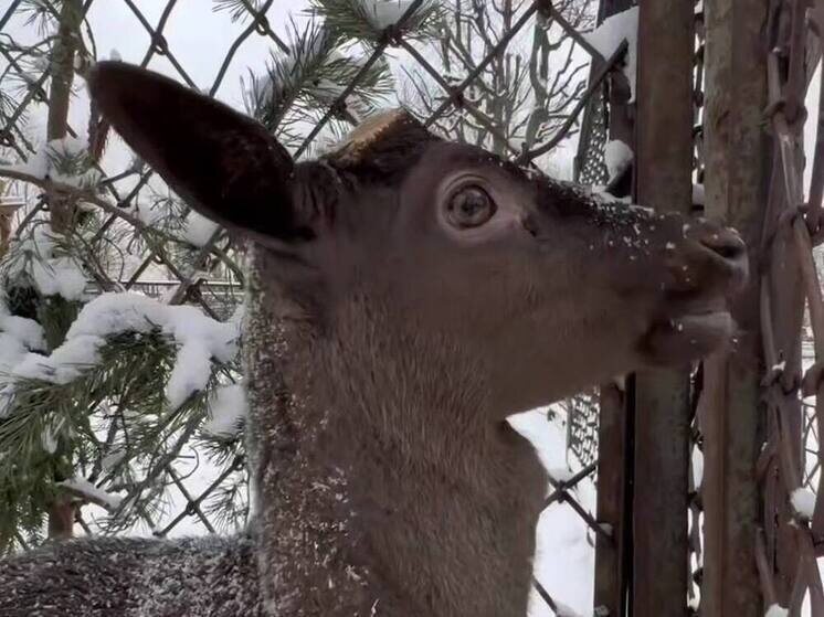     Увидеть чёрную лань можно каждый день с 10 утра до 20 вечера на экспозиции «Олений круг». Фото: скриншот видео пресс-службы Ленинградского зоопарка