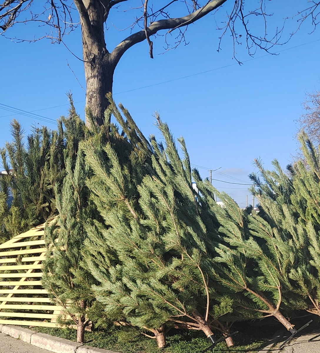 Елочные базары