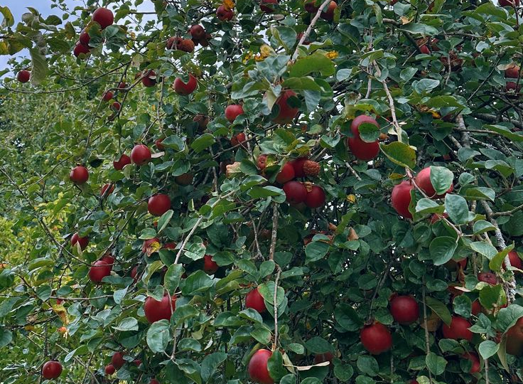 Как ОСТАНОВИТЬ рост деревьев в высоту, чтобы они плодоносили: 3 ОШИБКИ ОБРЕЗКИ, которые совершают многие