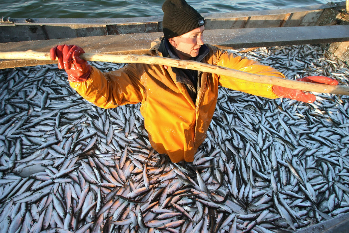 Лов салаки © Sputnik