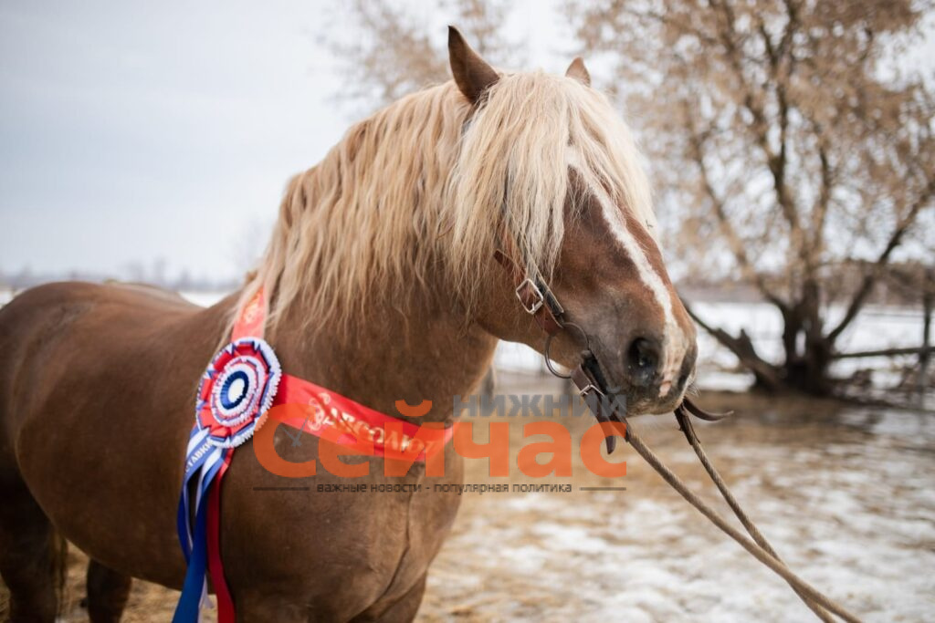    Фото со страницы Инны Мосуновой в ВК Редакция nn-now