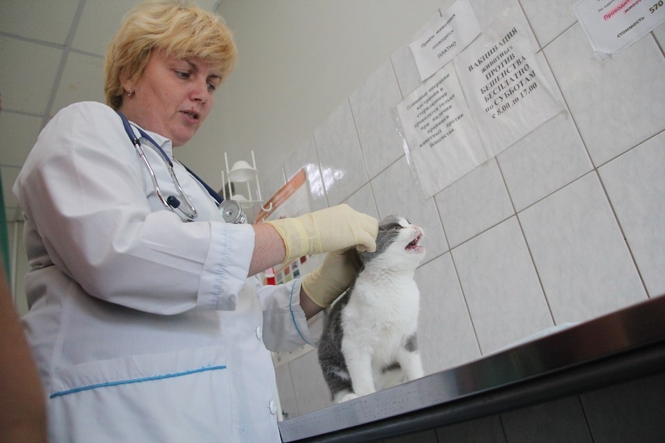    Опубликован график работы государственных ветклиник в Ульяновске в праздники Архив "КП"