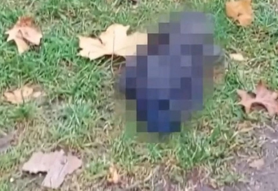    Россыпь мертвых грачей нашли на газоне на ул. Красной. Фото: скриншот видео