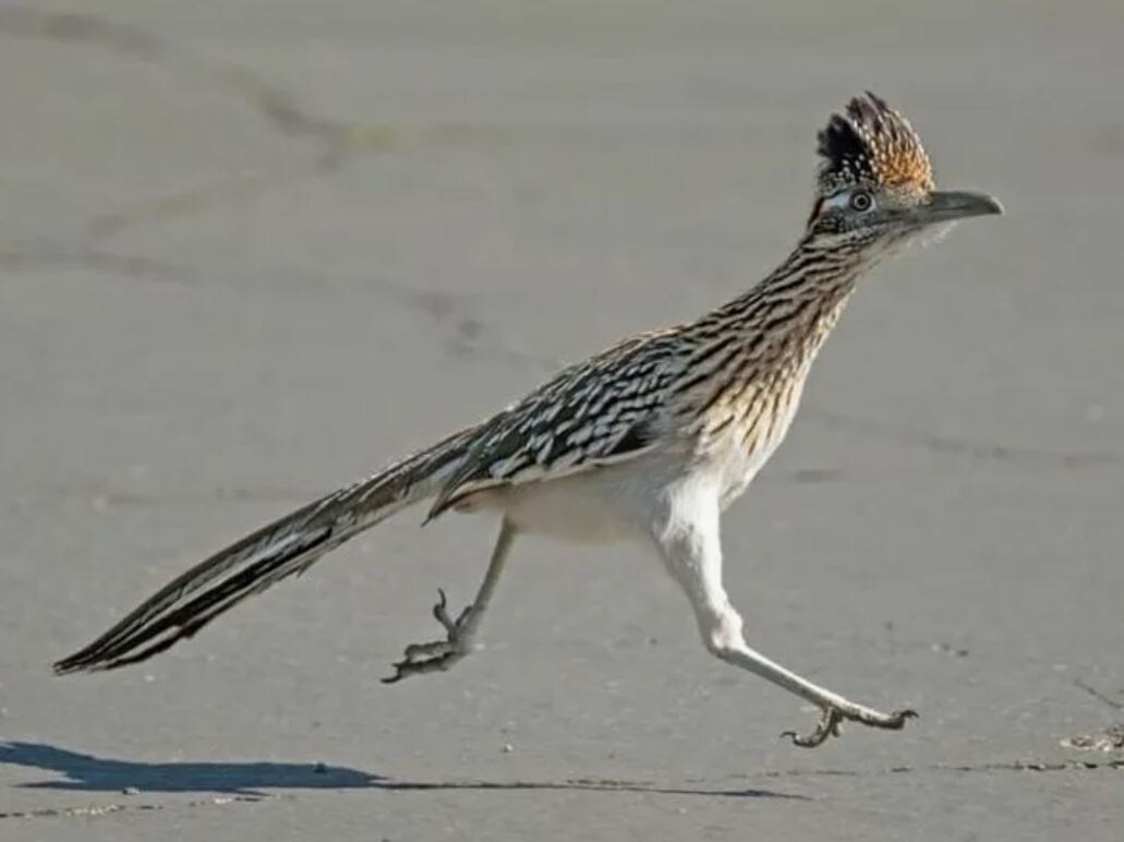 Скорость — её главное оружие. Калифорнийская земляная кукушка, или Roadrunner