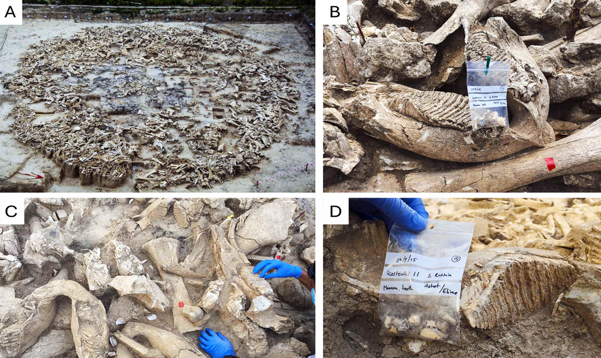     Фото: Третий комплекс костей мамонта, построенный людьми ледникового периода в Костенках Quaternary Environments and Humans.