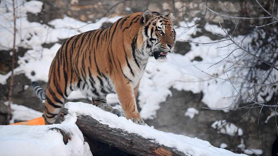    Фото: Global Look Press/Komsomolskaya Pravda