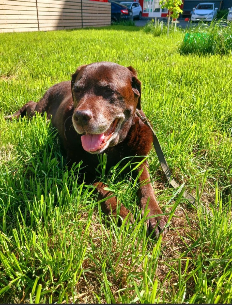 25 июня не стало Аси  фото автора