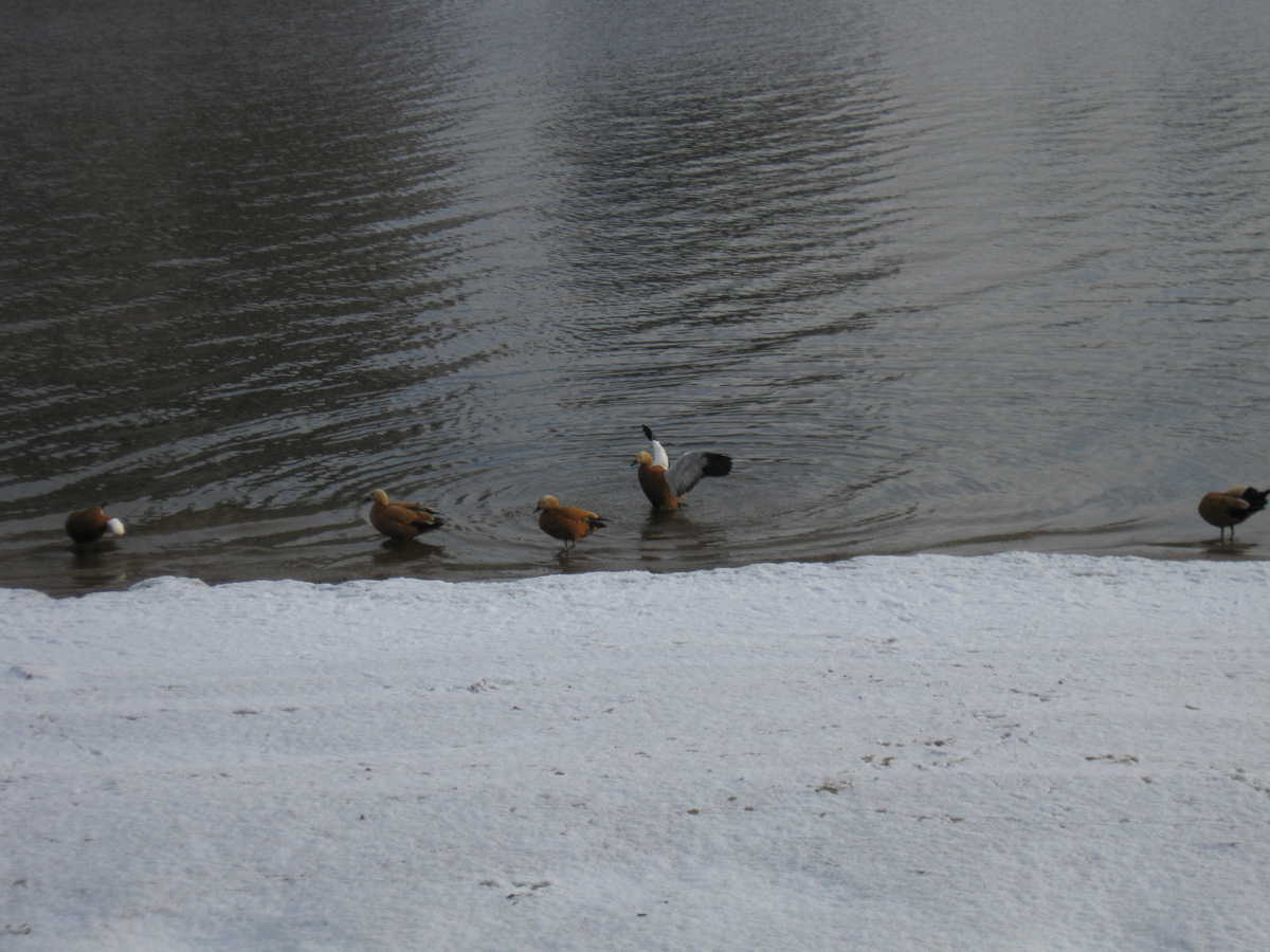 Фото автора. Неделю назад.