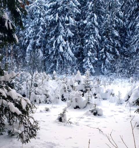 Ели - малышки на фоне ельника. Фото Татьяны Федотовой.