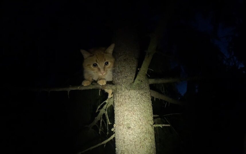   предоставлено службой спасения животных "Кошкиспас"