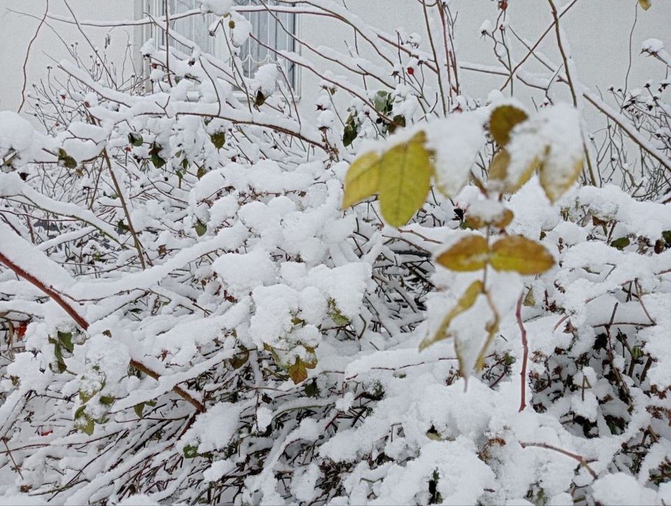    Метель накроет Белгородскую область в ночь на 26 декабря Наталия ИЛЮШНИКОВА