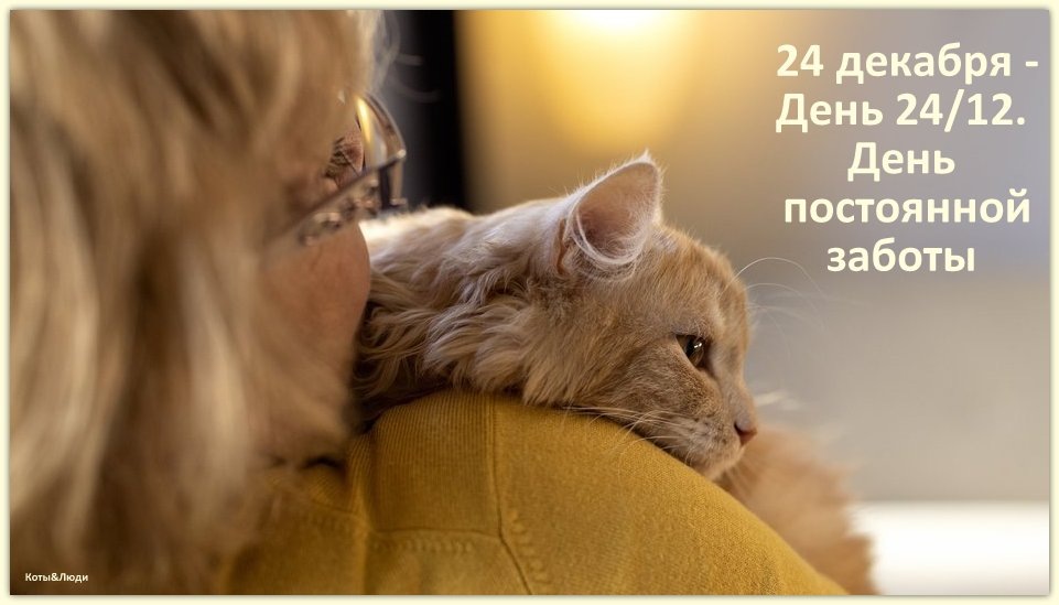 Коллаж автора. Источник фото: https://pets.mail.ru/how-to/zabota-o-koshke-s-astmoj-chto-nuzhno-znat-vladelcu/