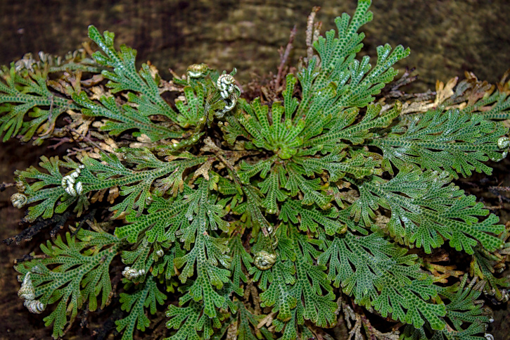    Селагинелла чешуелистная. Фото: Martina Unbehauen / Shutterstock / Fotodom