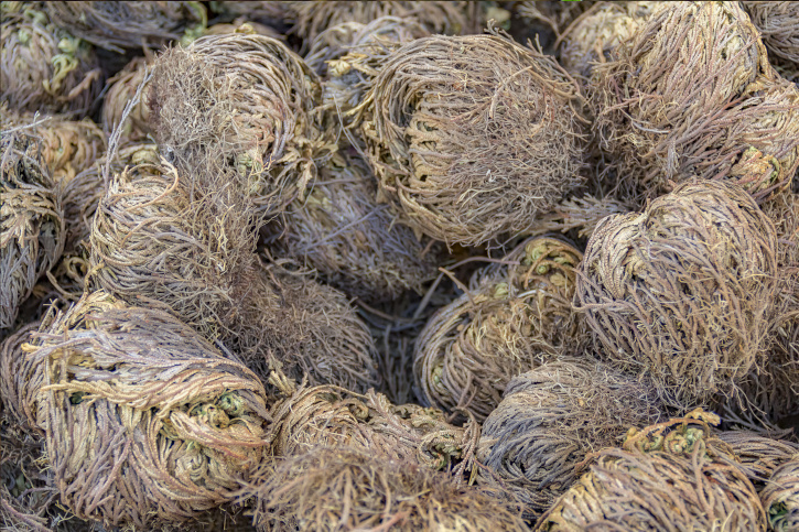    Селагинелла чешуелистная. Фото: PRILL / Shutterstock / Fotodom