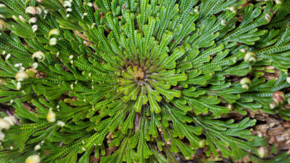 Селагинелла. Фото: ChWeiss / Shutterstock / Fotodom
