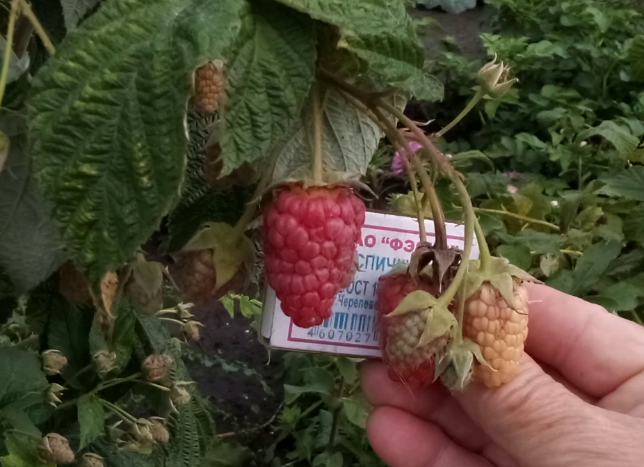 Шапка Мономаха 